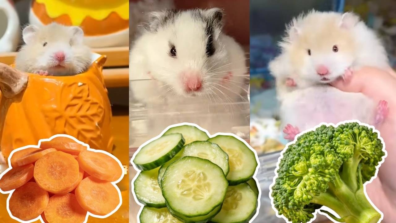 孩子长这样可以当童模吗？不玻璃心！ #仓鼠 #hamster #pets #cute #animals