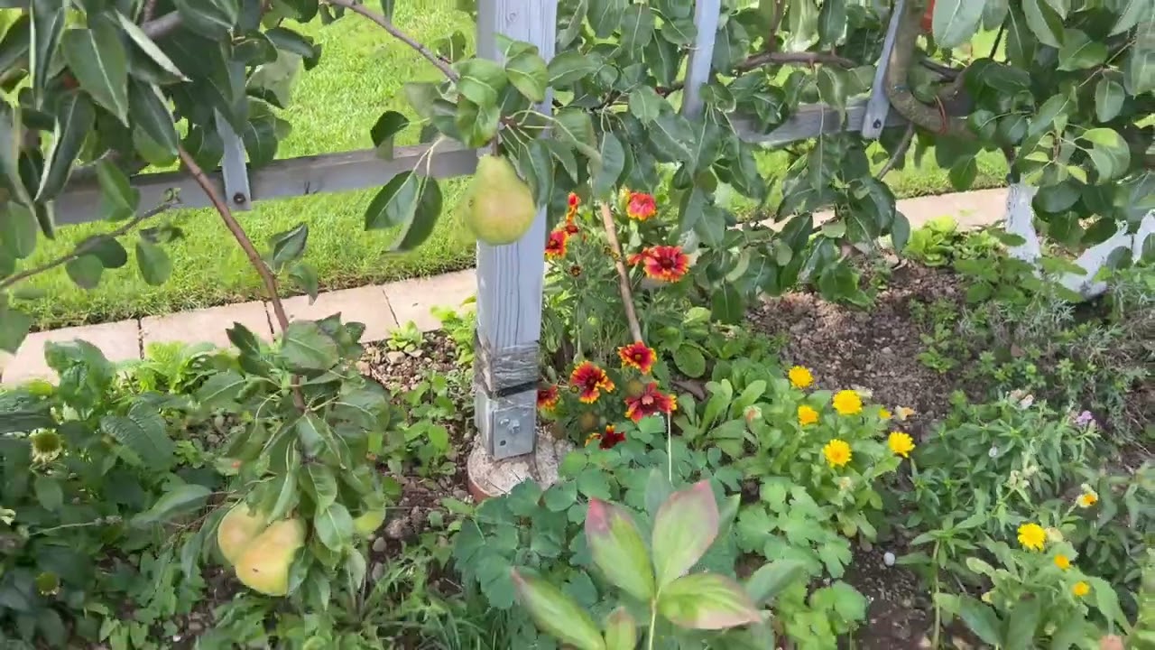 Garten  23.08.2025