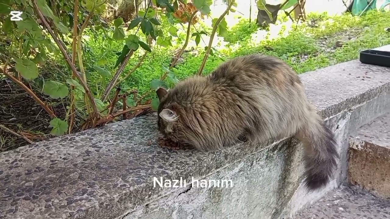 Cats, feeding time and peaceful moments in the garden. 🐾😽.                              