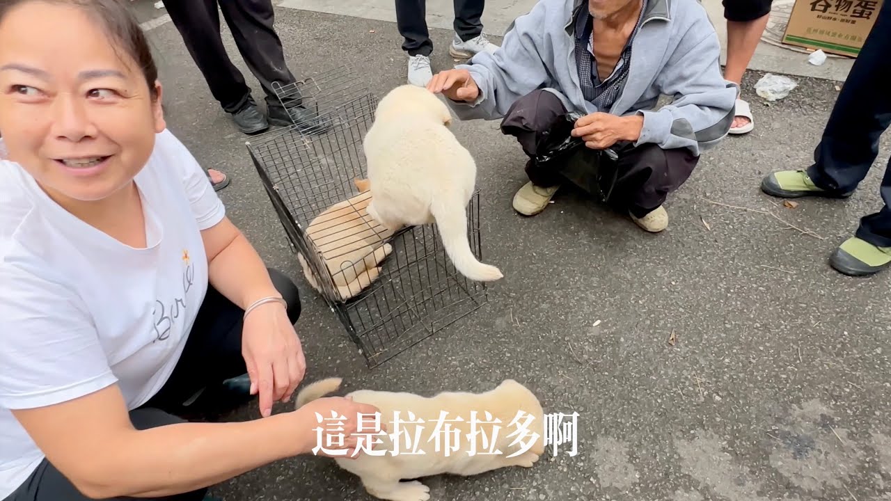 少數民族趕場，拉布拉多串串六百塊錢。神秘的燒蛋改命