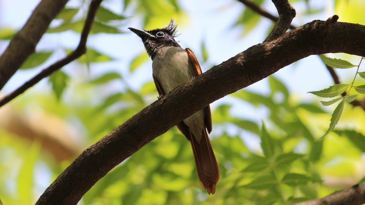 indian Paradise Flycatcher Call ( Female)