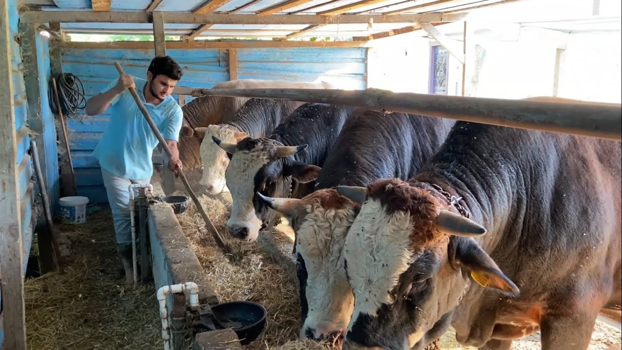 KURBANLIK BAKIMI #9 2021