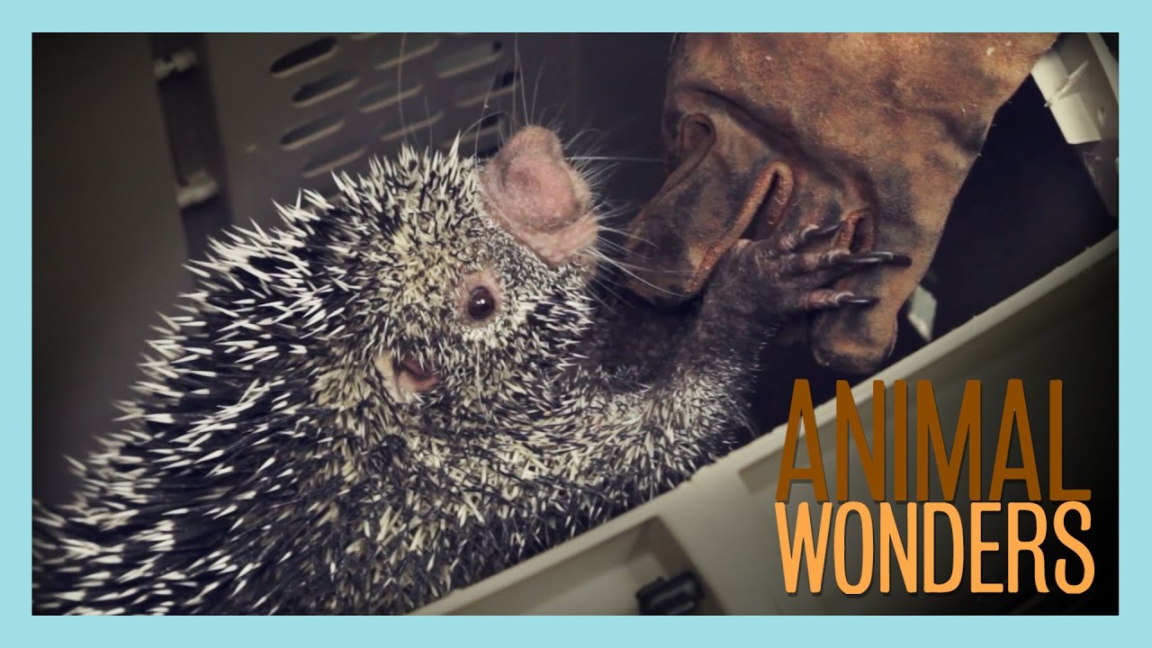 Kemosabe the Porcupine Goes To The Vet