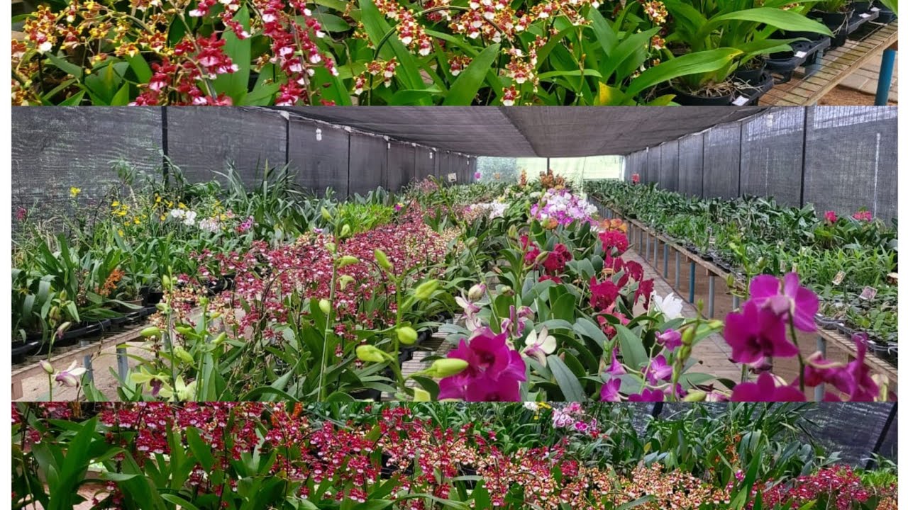 VAMOS CONHECER MAIS UM POUCO DAS ESPECIES LINDAS ,DO JARDIM MAIS BONITO DO ESPÍRITO SANTO