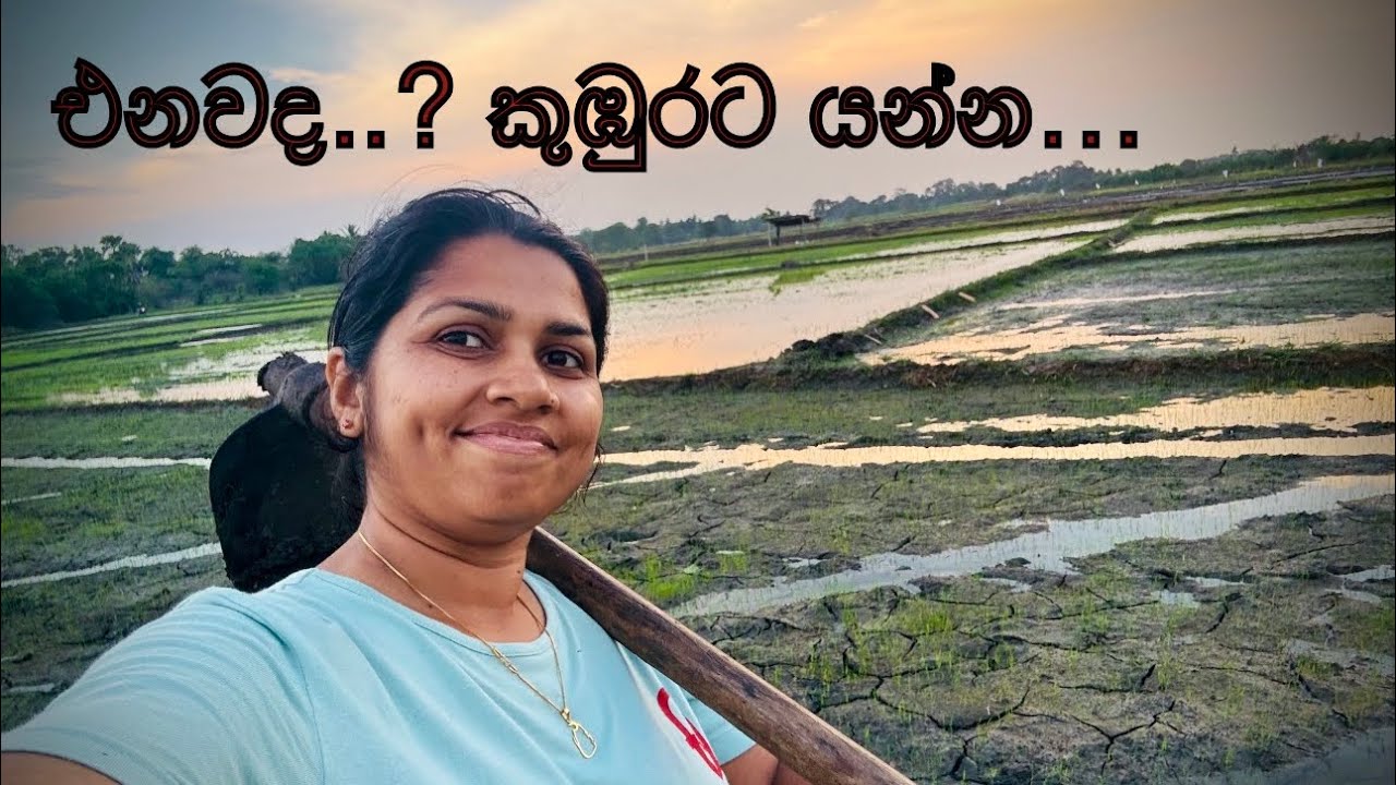 අස්වැන්න🌾🌾 || How rice is made 🍚 🤷‍♀️ || Step by step growing rice paddy farming in Srilanka 🇱🇰