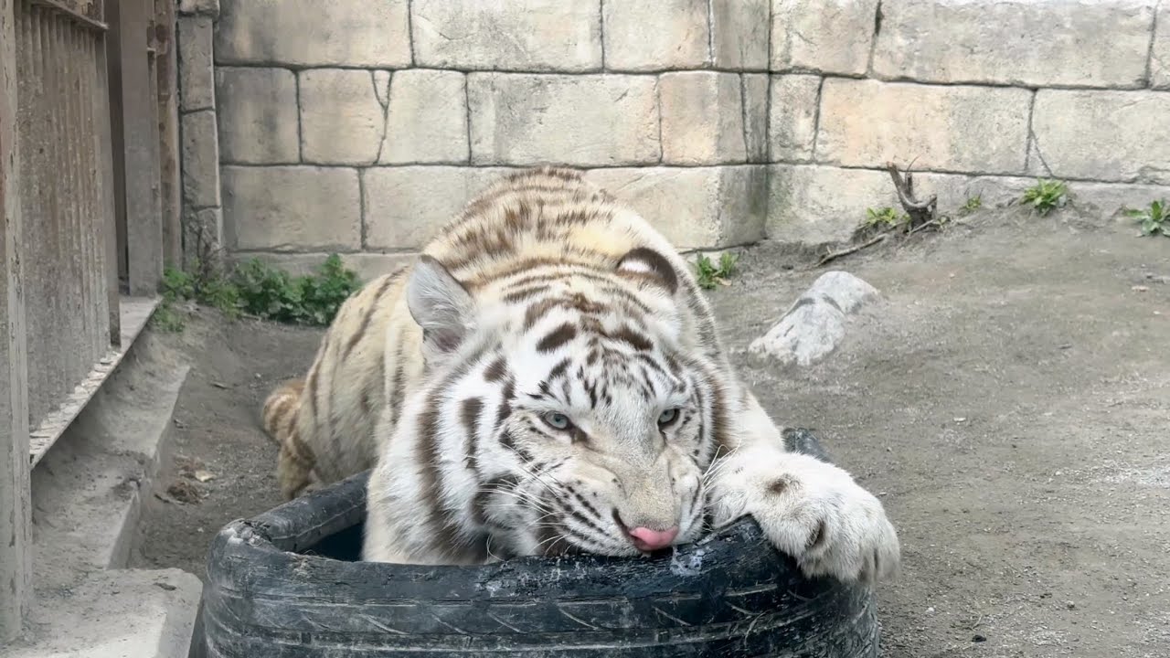 タイヤを押さえて齧りまくるコタくん🐯　3月9日 東武動物公園　ホワイトタイガー