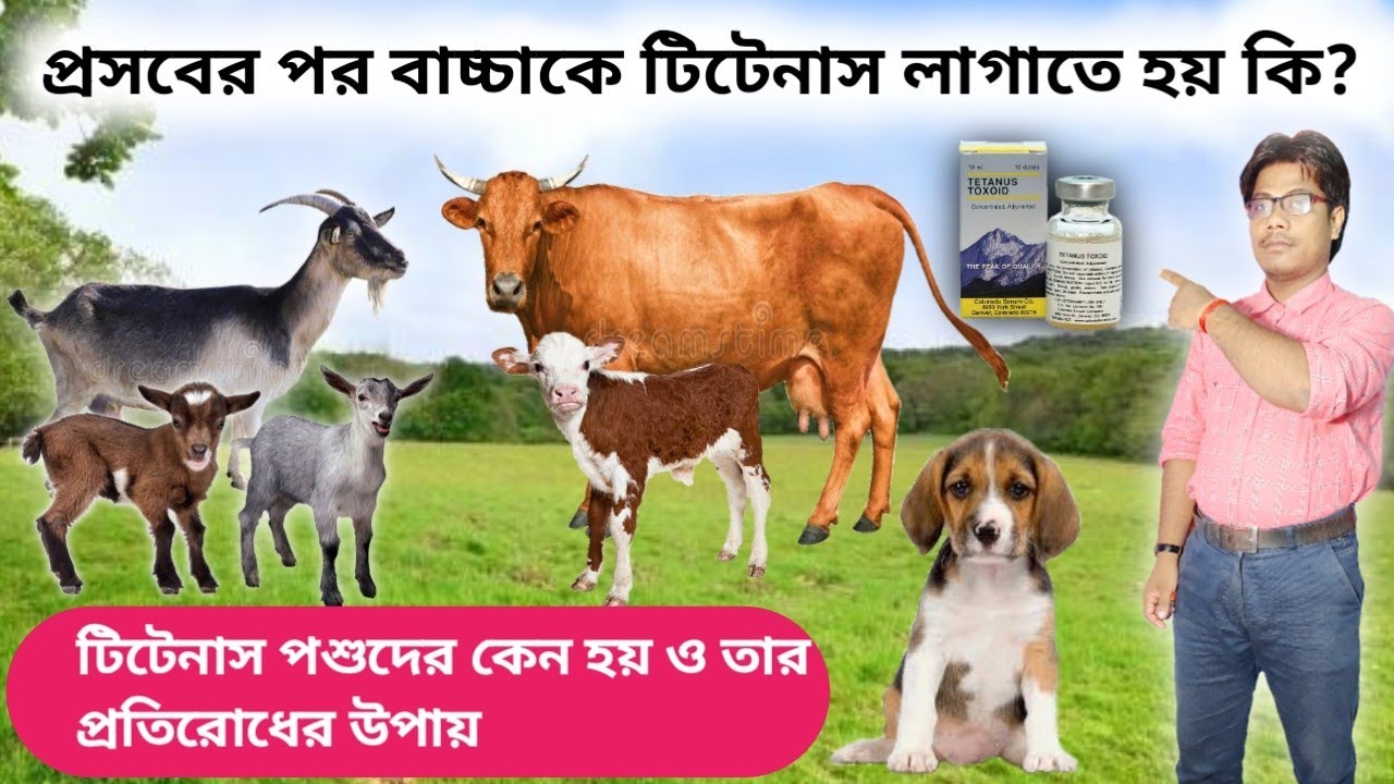 পশুদের টিটেনাস রোগ ও তার প্রতিরোধের উপায় || Ways to prevent tetanus in animals and vaccination