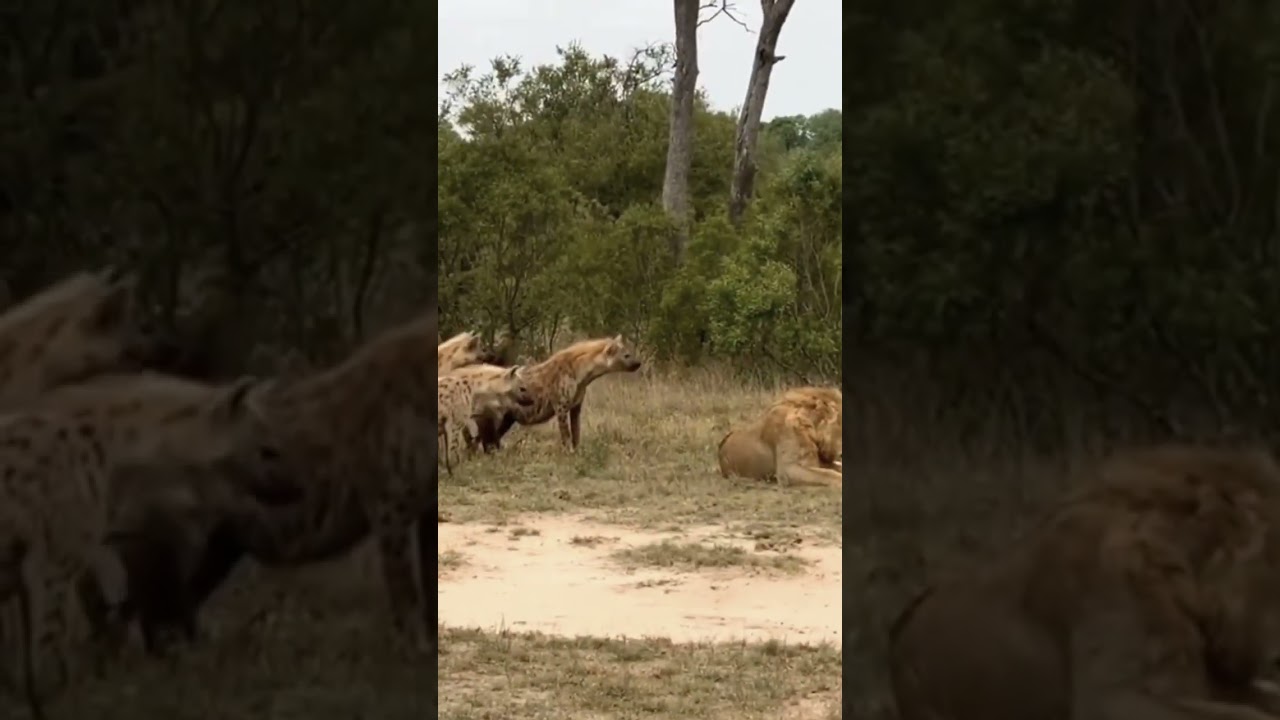 singa vs hyena, di mangsa atau memangsa: #singa #hyena #alamliar #kehidupanliar #shortvideo