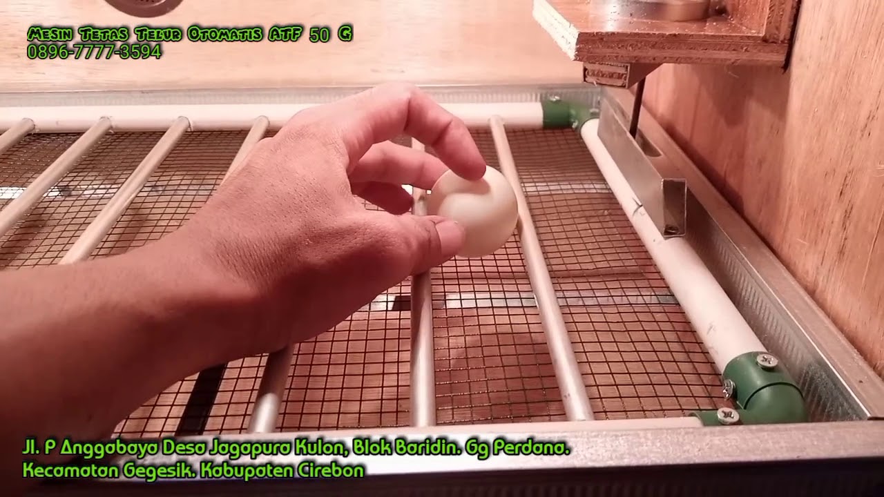 Mesin Tetas Telur Otomatis Kapasitas 50 cuma 570 rb 😲