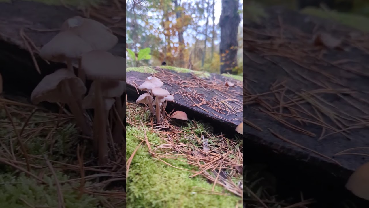 A forest walk finds a 🍄 mushroom condo motherload 