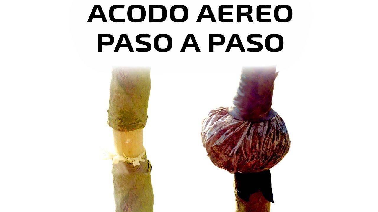 Acodo Aéreo Paso a Paso - Técnica de Propagación - Tutorial