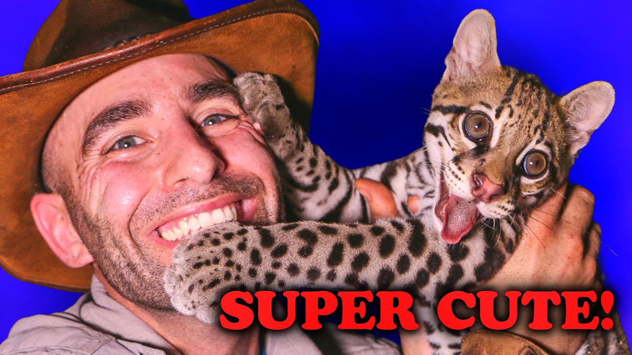 Cutest Animal Encounters! - Ocelot, Baby Sloth, Stinky Wombat & MORE!