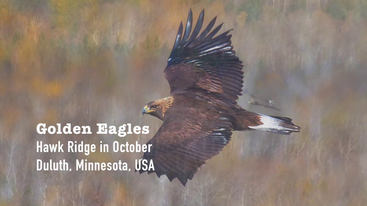 Golden Eagle flight slow motion Hawk Ridge Duluth Minnesota October 2018