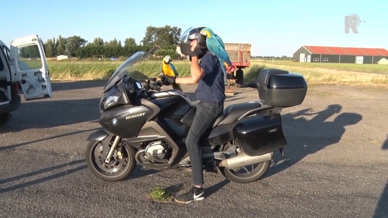 Free Flight Academie in de zoekmachine van RTV Rijnmond