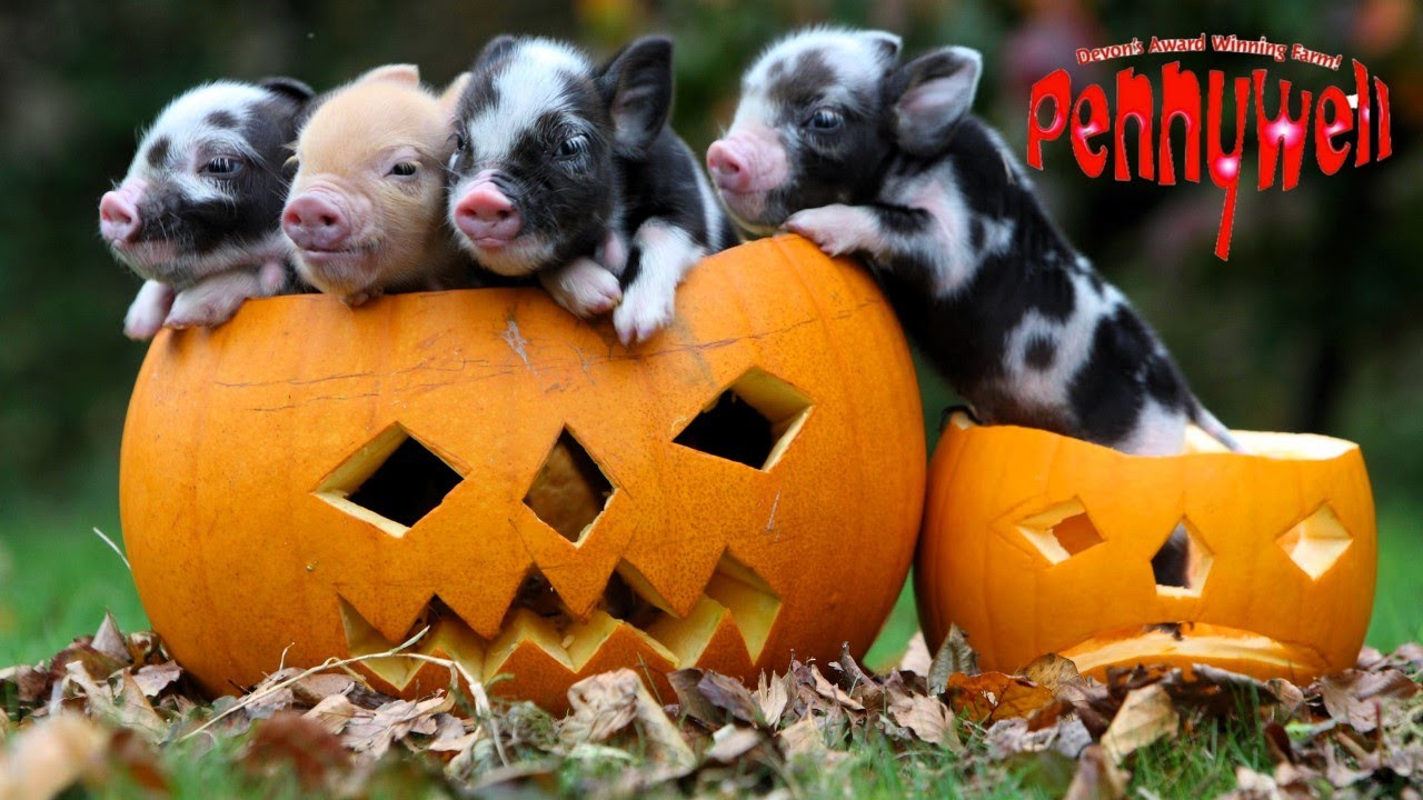 Pennywell Farm - Devon Award Winning Attraction!