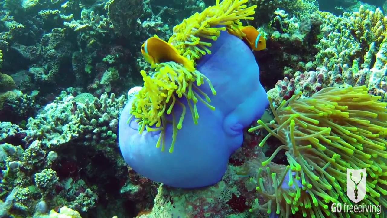 Go Freediving Holiday in the Maldives short film