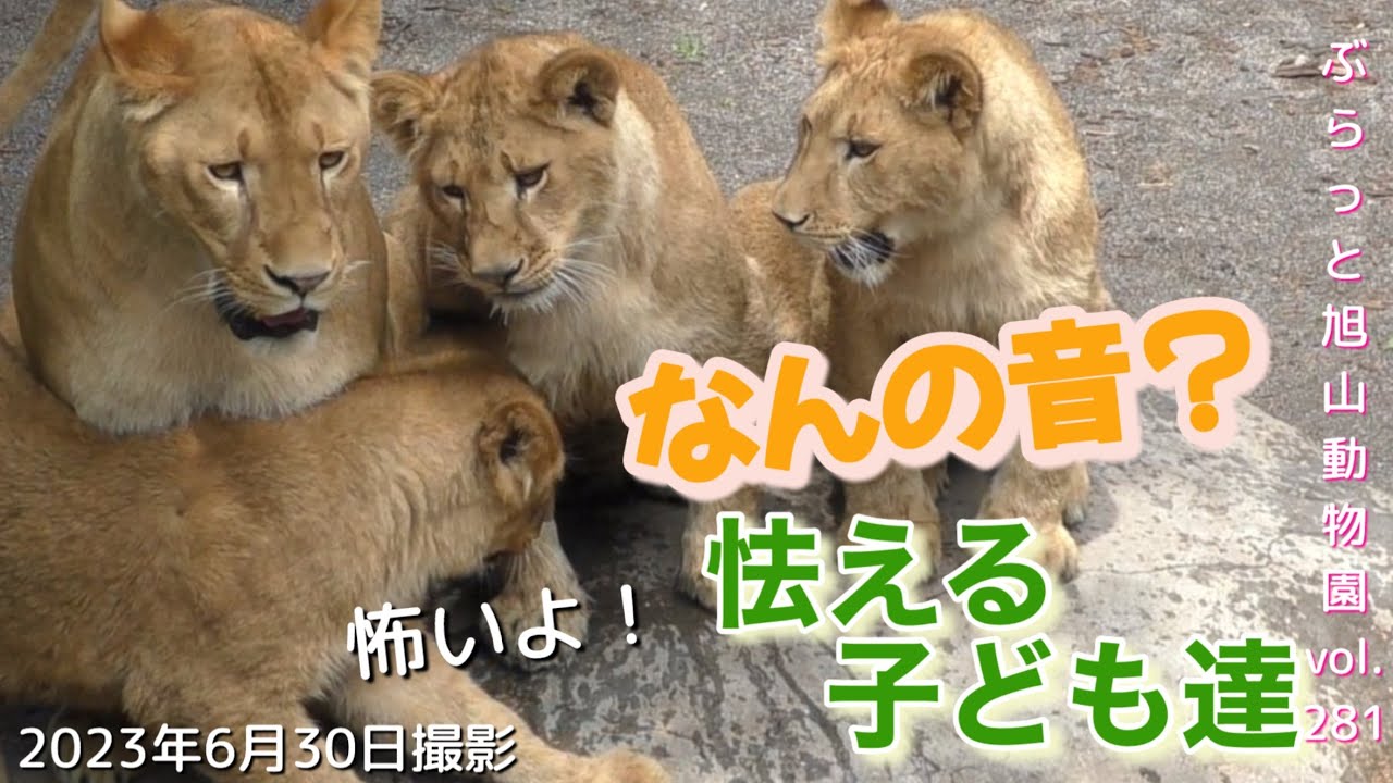 【今日のライオン】きゃー！ママ怖いよ。集まる子ども達。父娘のわちゃわちゃ遊び♪オリトファミリーvol281@旭山動物園/Lion cubs frightened by the 1st sound