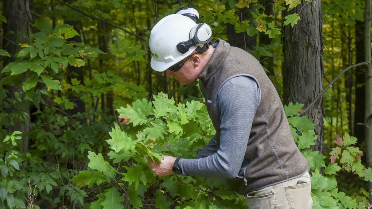 Signs of Oak Wilt