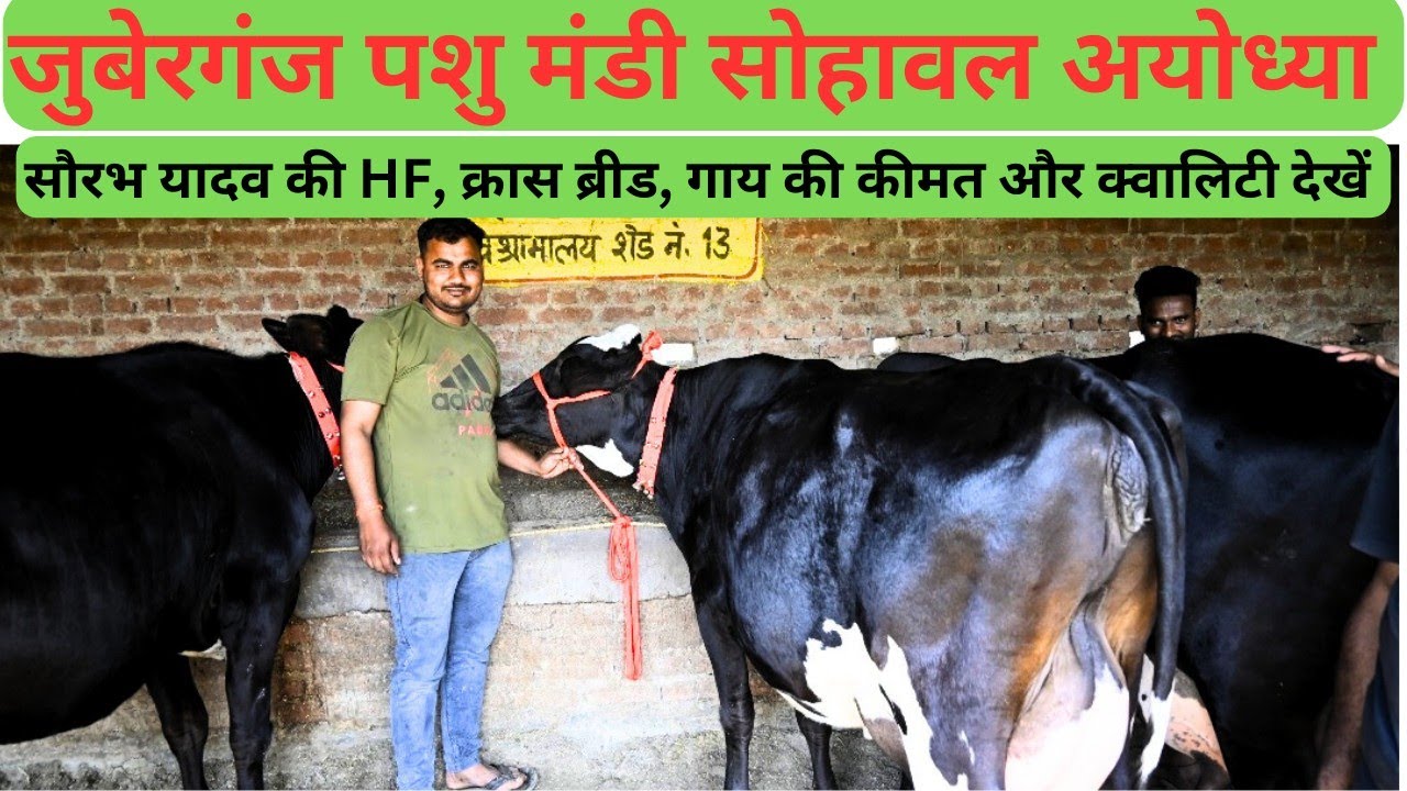 juberGanj pashu Mandi जुबेर गंज पशु मंडी अयोध्या,सौरभ यादव, रामू भाई की HF क्रास ब्रीड गाय।