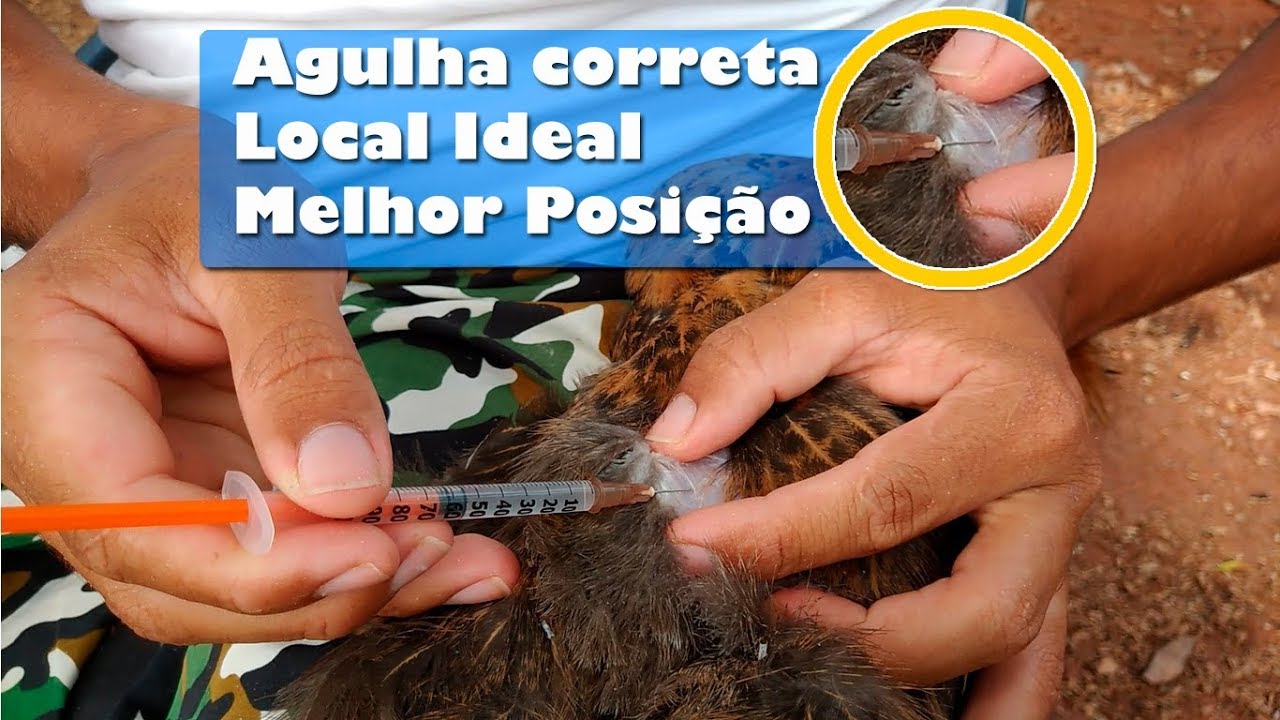 COMO APLICAR TERRAMICINA EM GALINHA