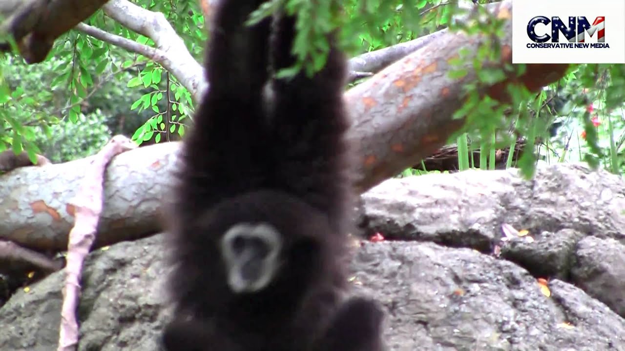 Gibbon Ape - SUPER ACROBATIC!!  - AWESOME in 1080P HD!!