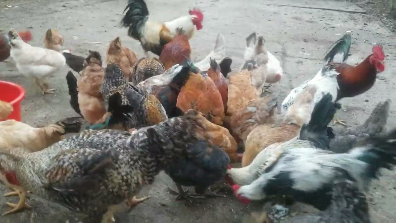 pollos disfrutando el patio .#granjafeliz #animals #pollos ..🐓🐓🐓🐓🐓🐓🐓🐓🐓