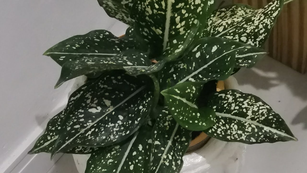 como fazer uma linda folhagem com  nome comigo ninguém pode  sem frisador em eva