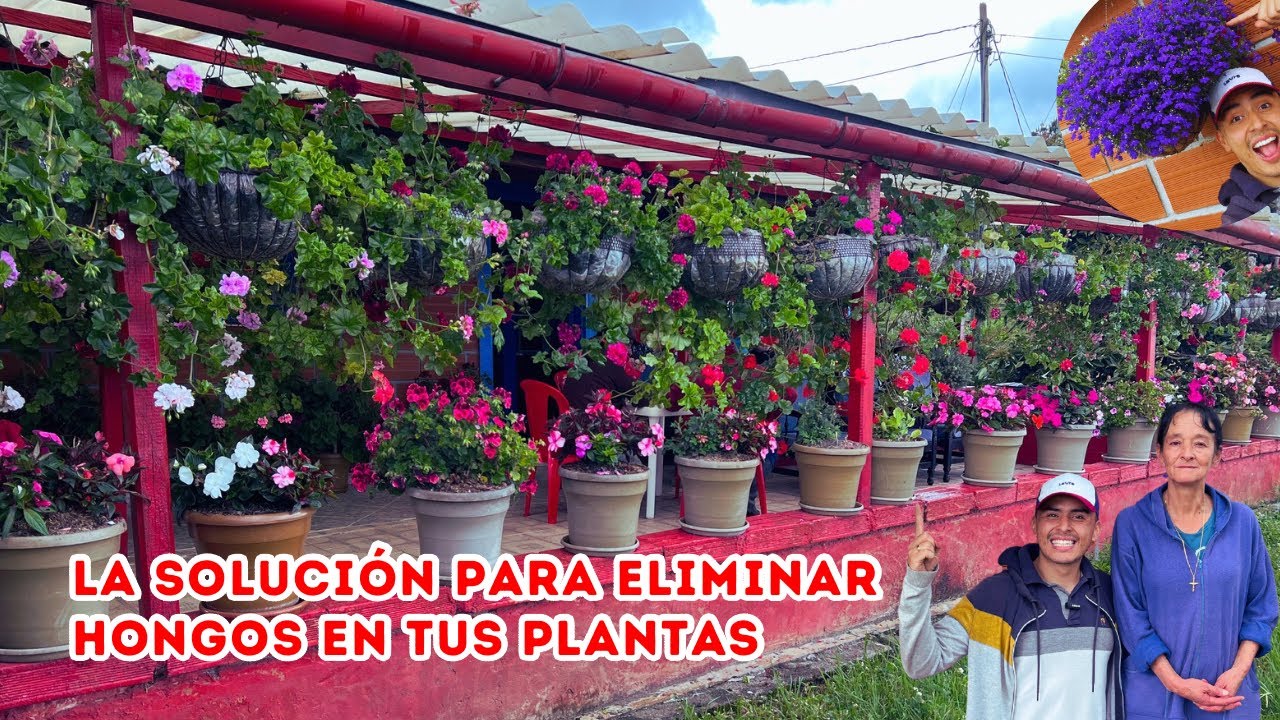 Amparito tiene un hermoso JARDÍN de ZULIAS y PLANTAS tropicales con muchas FLORES, así fertiliza |AP