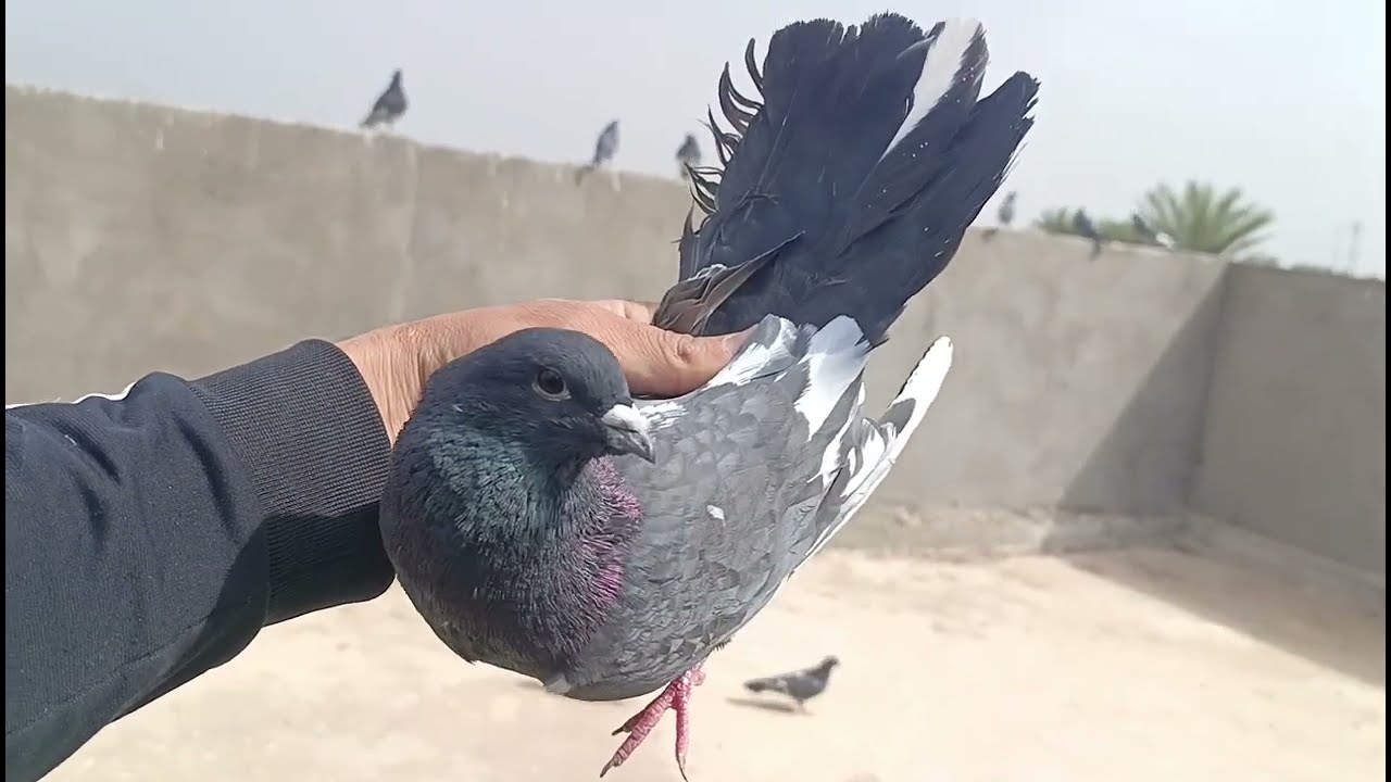 صيد اليوم 4  +  بعت الايرانيات + خبطت طيور وصدت منهن