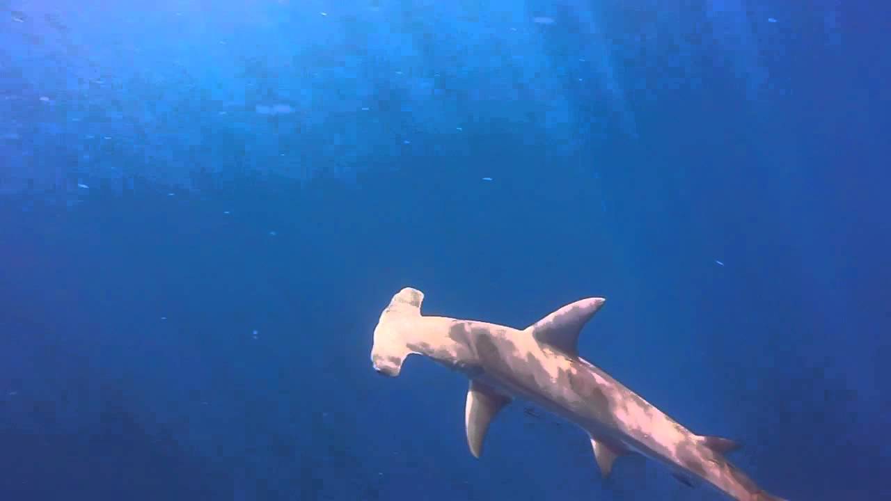 Shark Addicts - Hammerhead & Sandbar Sharks