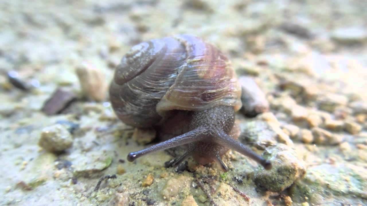 snail peek a boo
