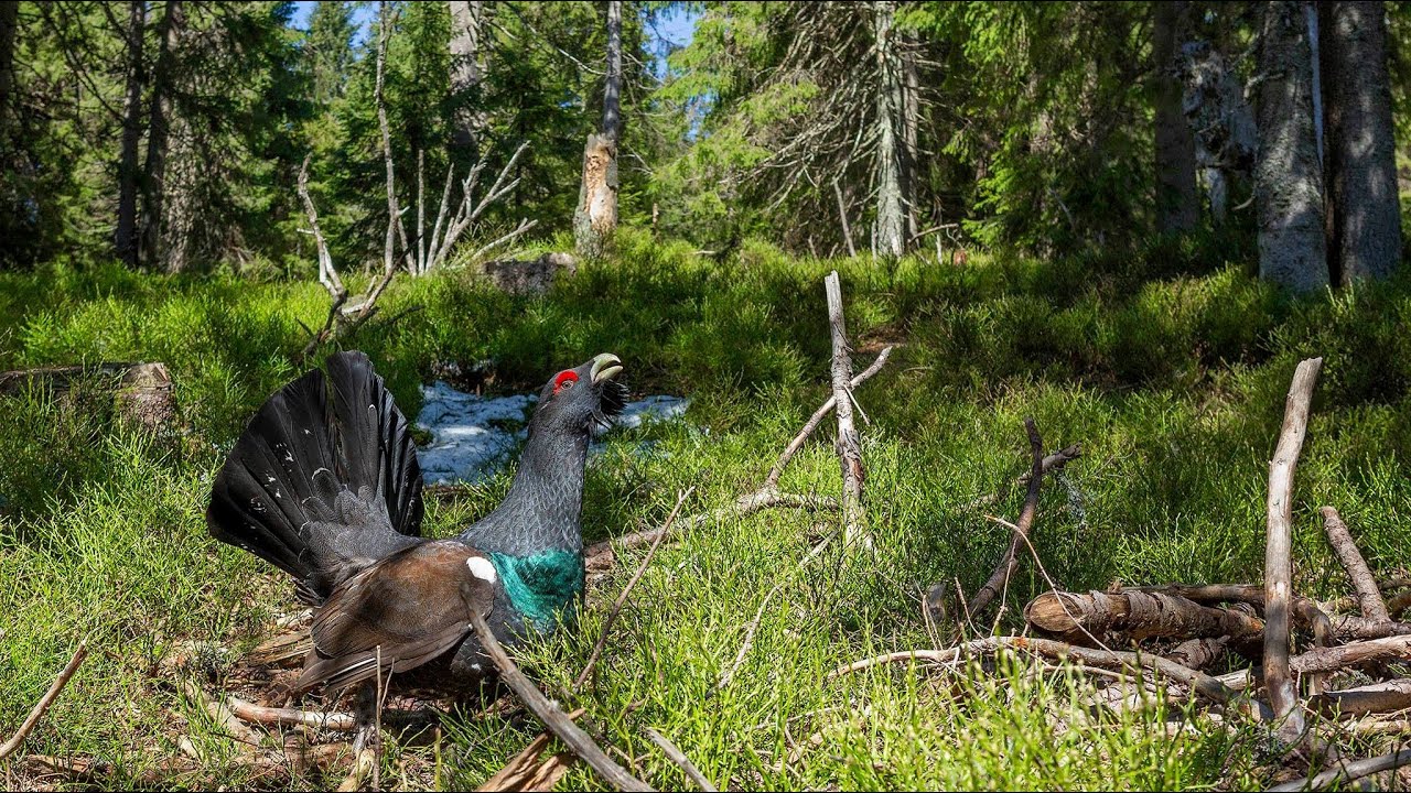Tisíc let české myslivosti 29 - 32 díl