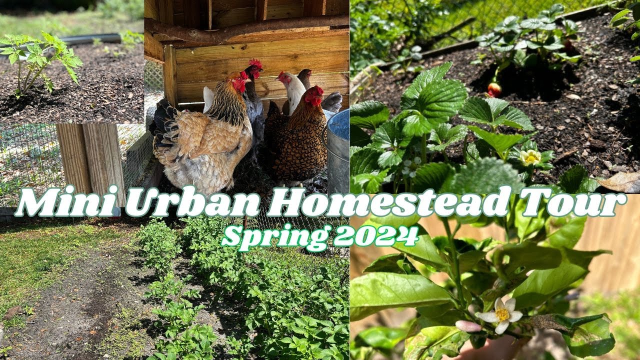 Mini Florida Urban Homestead Tour Spring 2024 | Backyard Garden Chickens & Citrus Orchard