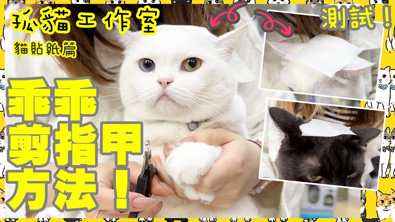 【孤貓工作室】之貓貼紙篇－讓貓乖乖剪指甲方法！測試！
