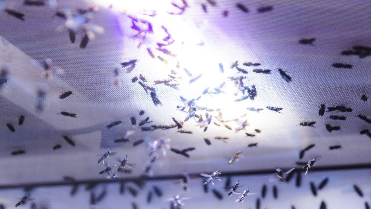 Buzzworthy inquiry - can flies transform our food supply? | The Royal Society