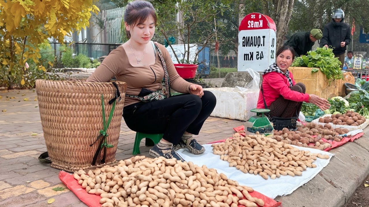 Harvesting Peanuts Goes To Market Sell - Farm Life