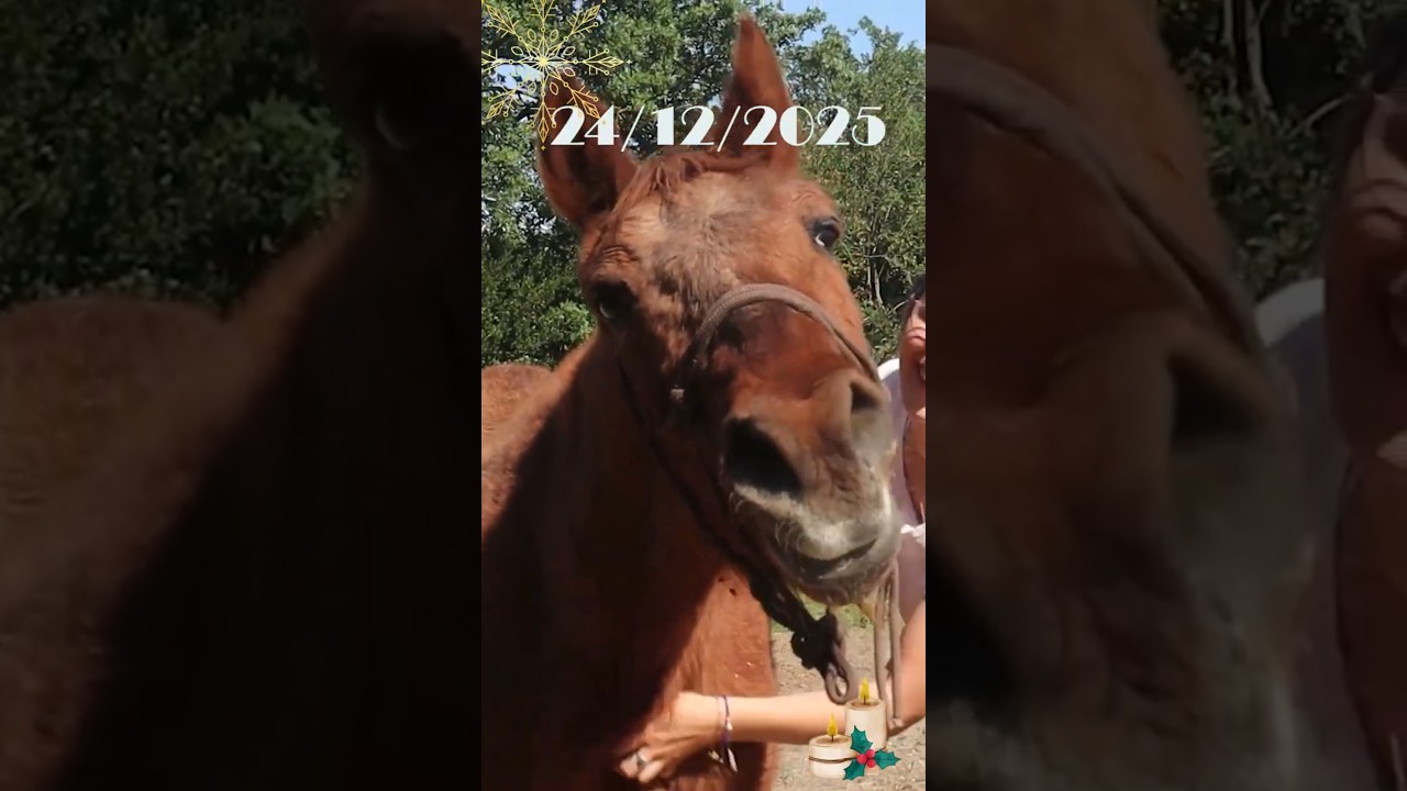 #24 Les chevaux qui ont marqué mon travail de praticienne - Lord et Lavina