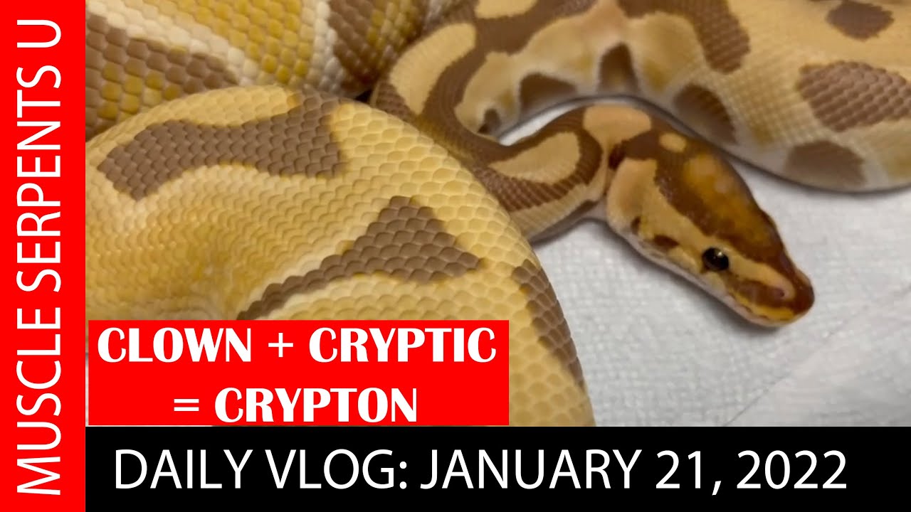 CLOWN, CRYPTIC & CRYPTON EXPLAINED! 1-21-22