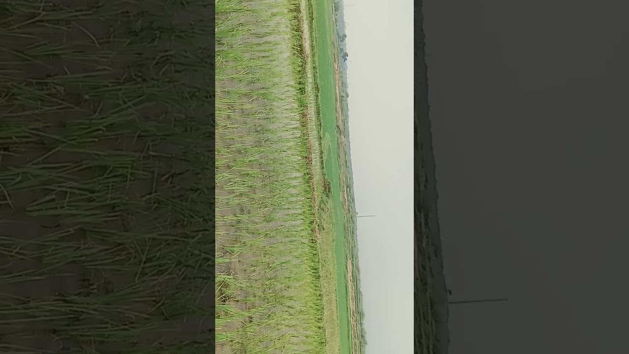 mere gaw ka view..🌱🌲 #hindisong #short#videos #gaw #ka#view 🌱🌲⚡