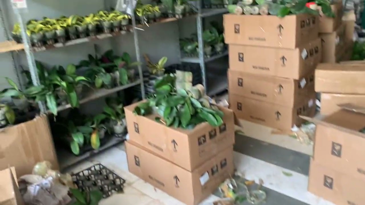 Hồ điệp &acirc;m dương sdt 09687.84321
