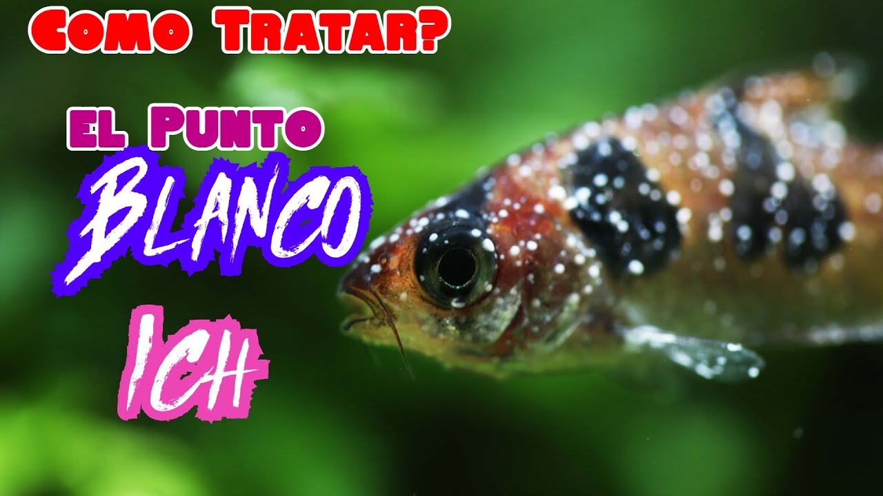 Punto Blanco Aprende  Como tratar el punto blanco o ICH  Rapido en 2021