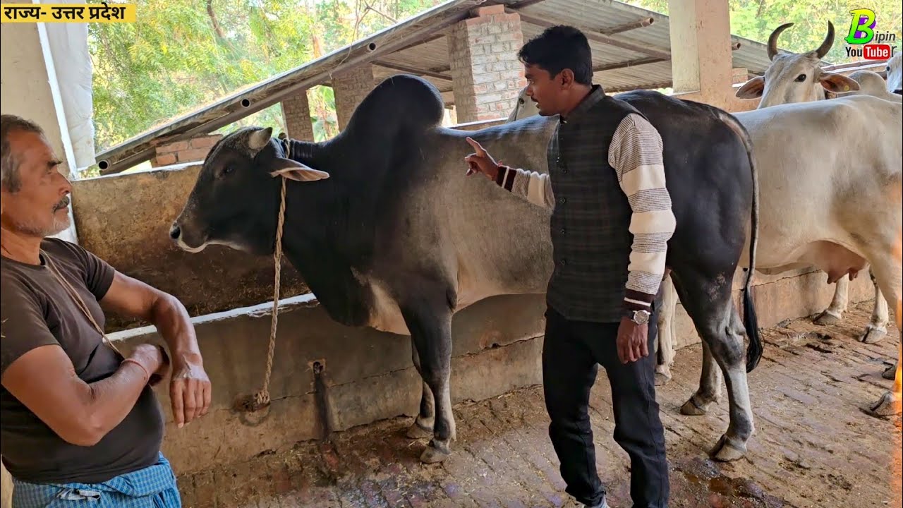आज हम गंगातीरी नस्ल के गाय के फॉर्म में पहुंच कर गायों को केला खिलाएं | Bipin Singh Dildarnagar