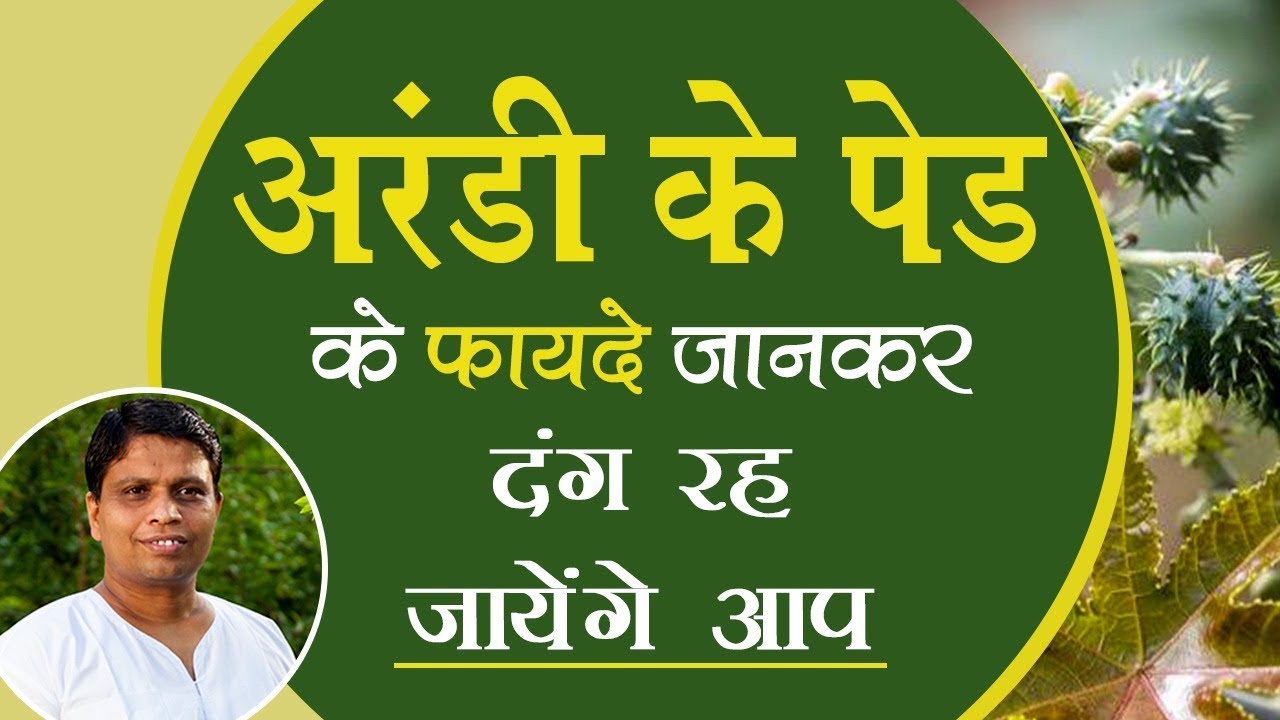 अरंडी के पेड़ (Castor tree) के फायदे जान दंग रह जायेंगे आप | Acharya Balkrishna
