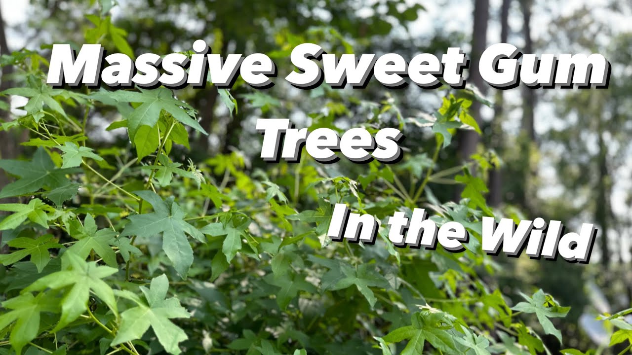 Massive Sweet Gum Trees Liquidambar Styraciflua in the Wild