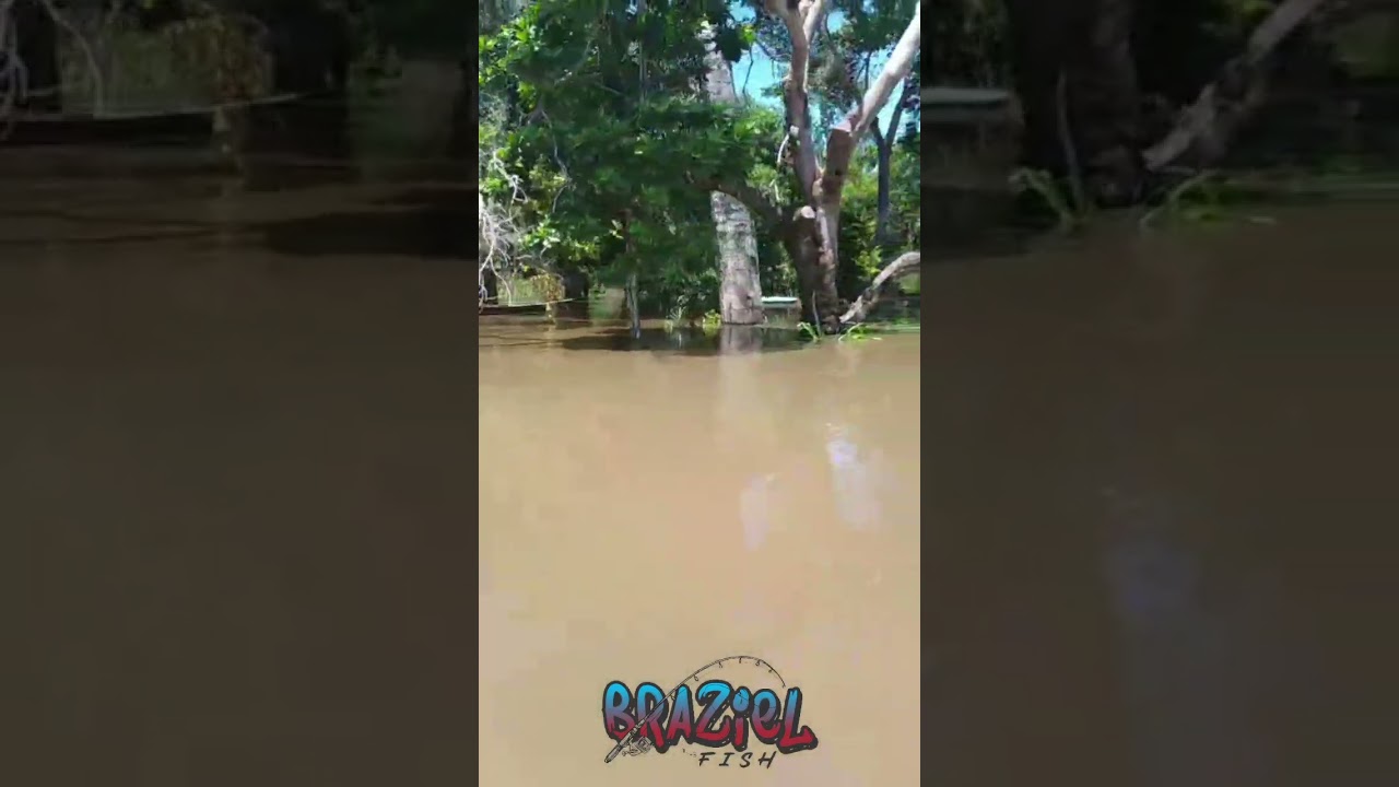 Rio crixas açu transborda e água invade casas na região do barrancão próximo à barra do rio araguaia