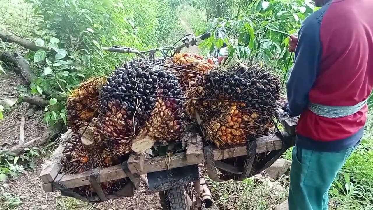 Mengelilingi suasana kampung rimba yang indah alam desaku