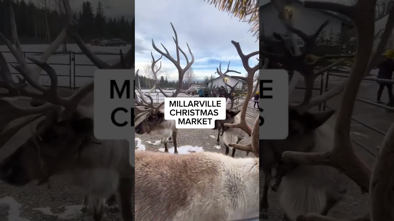 Calgary Christmas Events 2024 🎅🏼🎄🦌