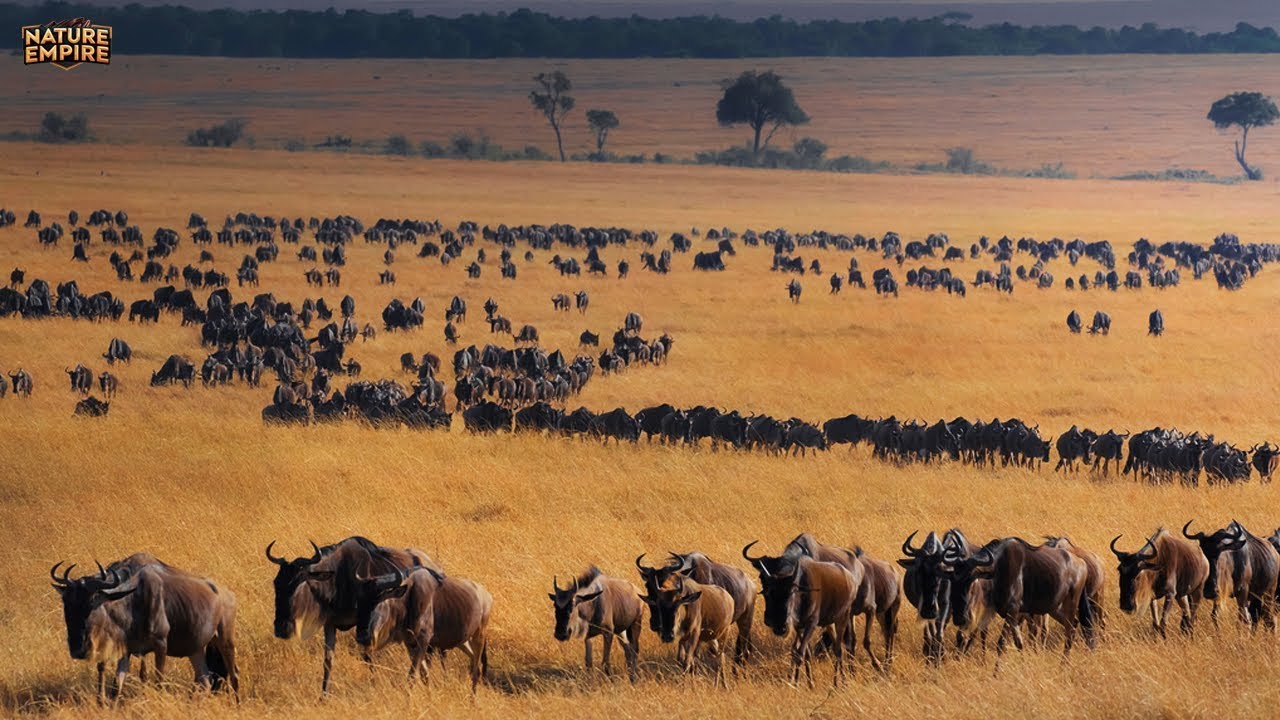MIGRACIONES ÉPICAS | Supervivencia en los Viajes Más Peligrosos del Planeta – Documental Animales