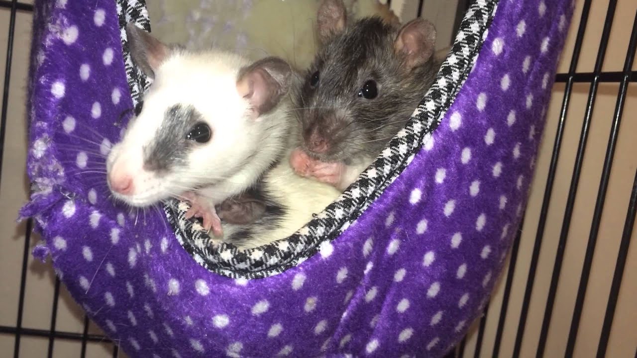 Happy Rats