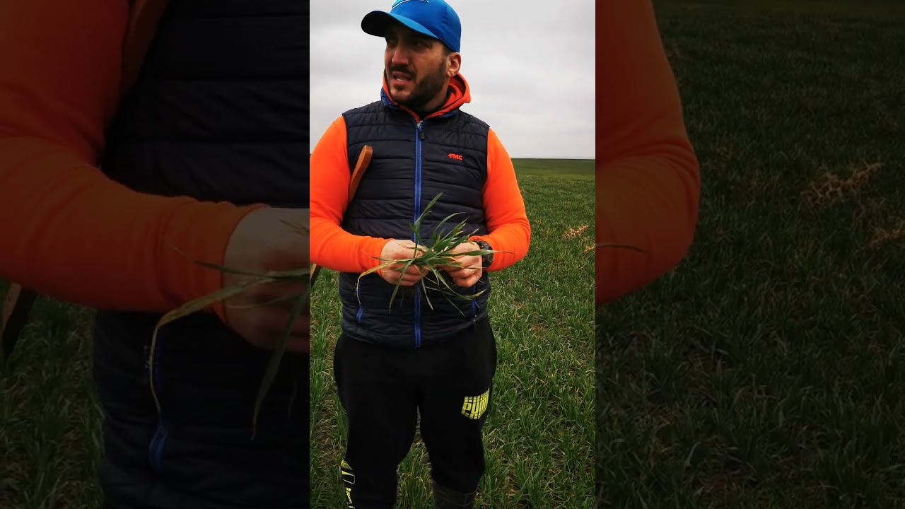 Boli la grâu 🌾